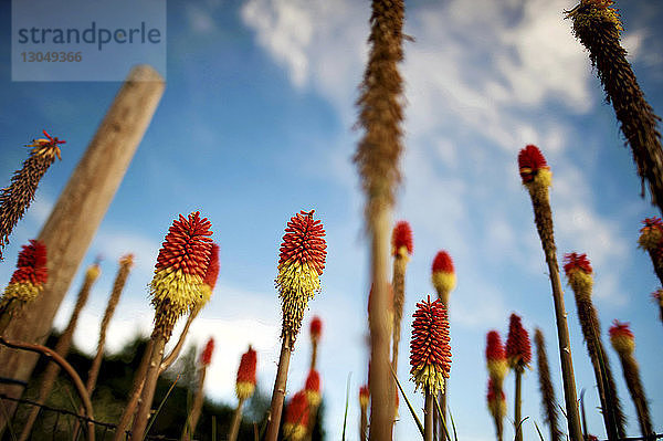 Niedrigwinkelansicht von Aloe-Vera-Blüten  die in der Farm gegen den Himmel wachsen