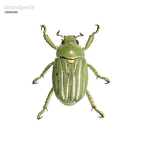 Nahaufnahme eines grünen Käfers auf weißem Hintergrund