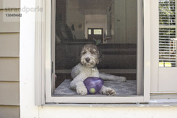 Porträt eines zu Hause sitzenden Hundes mit Ballon und Ball durch die Tür gesehen