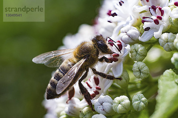 Nahaufnahme einer Honigbiene  die auf Blüten bestäubt