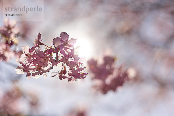 Niedrigwinkelansicht von Kirschblüten  die an einem sonnigen Tag blühen