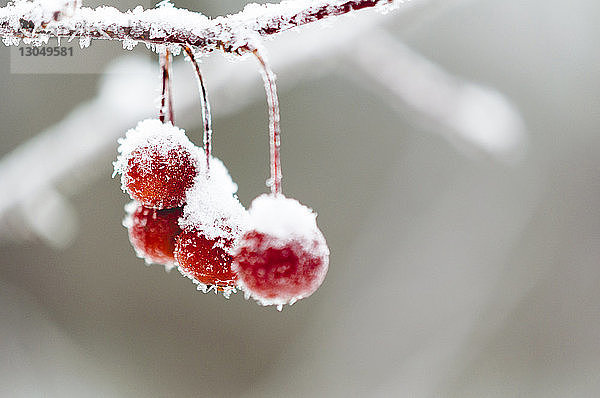 Nahaufnahme von schneebedeckten Kirschen auf der Pflanze