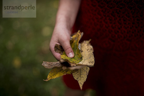 Geschnittene Hand eines Mädchens  das im Herbst im Park trockene Blätter hält