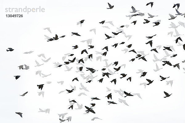 Digitales zusammengesetztes Bild von Silhouettenvögeln  die mit Schatten auf weißem Hintergrund fliegen