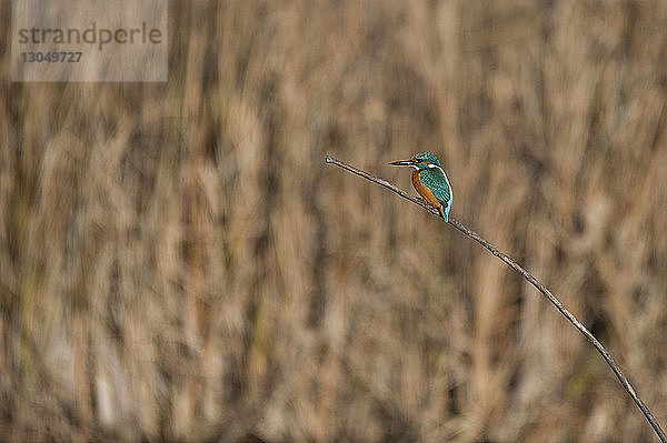 Nahaufnahme eines Eisvogels (Alcedo atthis) am Stock