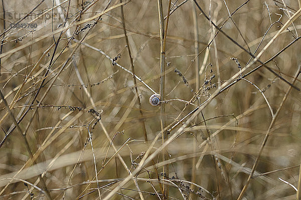 Nahaufnahme einer Schnecke auf einer getrockneten Pflanze auf dem Feld