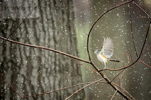 Nahaufnahme des Flügelschlags eines Vogels  der bei Schneefall auf einem trockenen Pflanzenstamm sitzt