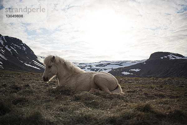 Seitenansicht eines Pferdes  das sich auf Gras vor bewölktem Himmel entspannt