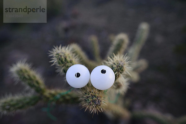 Draufsicht von künstlichen Augen auf Kaktus