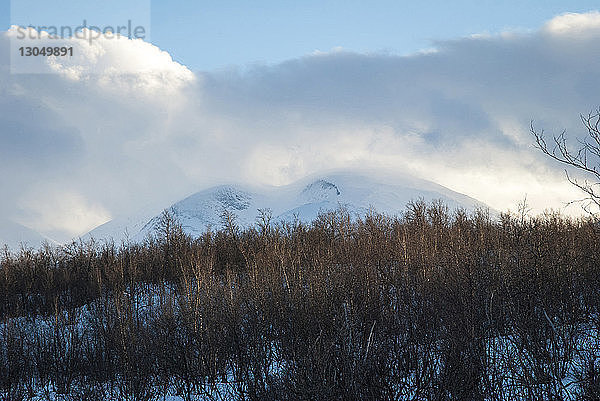 Getrocknete Pflanzen auf dem Feld gegen bewölkten Himmel im Winter