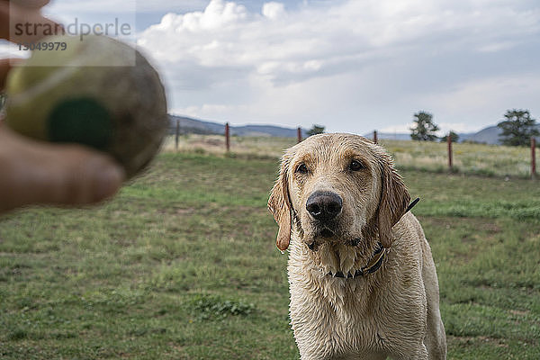 Abgetrennte Hand eines Mannes  der den Ball hält  während er mit einem Labrador Retriever auf dem Spielfeld im Park spielt