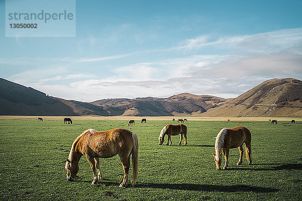 Pferde weiden auf dem Feld an Bergen gegen den Himmel