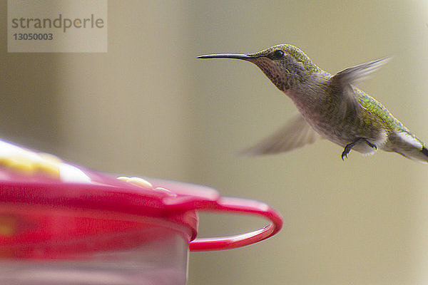 Nahaufnahme eines Kolibris beim Füttern von Vögeln