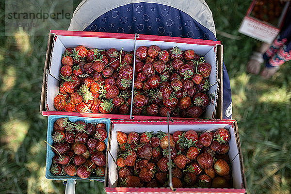 Hochwinkelansicht von Erdbeeren in Behältern im landwirtschaftlichen Betrieb