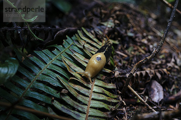 Hochwinkelaufnahme einer Bananenschnecke auf einem Blatt im Wald