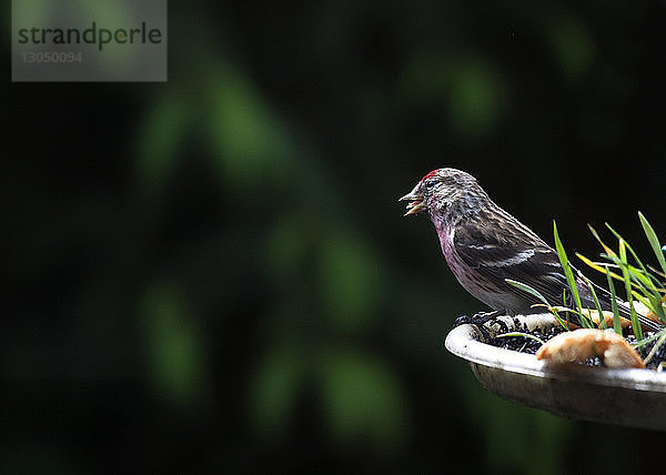 Nahaufnahme eines Vogels  der auf einem Vogelbad sitzt