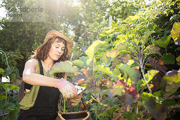 Frau beschneidet Pflanzen im Garten während eines sonnigen Tages