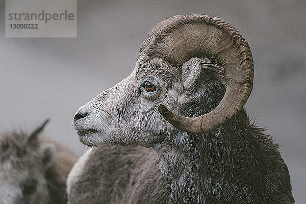 Nahaufnahme von Bighorn-Schafen mit Blick auf den Northern Rocky Mountains Provincial Park