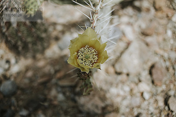 Nahaufnahme einer Blüte  die auf einem Kaktus wächst