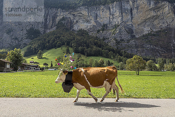 Seitenansicht einer Kuh  die Blumen und eine Glocke trägt  während sie auf einer Straße am Berg entlang läuft
