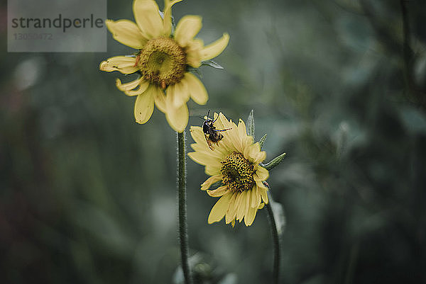 Hochwinkelansicht einer Honigbiene  die sich von einer Blume ernährt