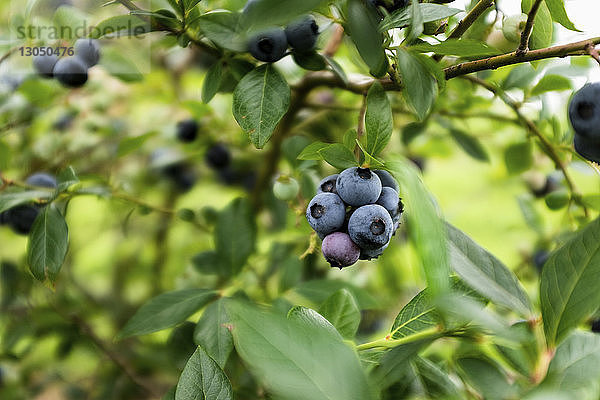 Nahaufnahme von Heidelbeeren an Zweigen auf dem Feld