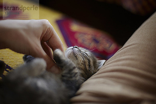 Abgehackte Hand einer Frau  die eine auf dem Sofa liegende Katze streichelt