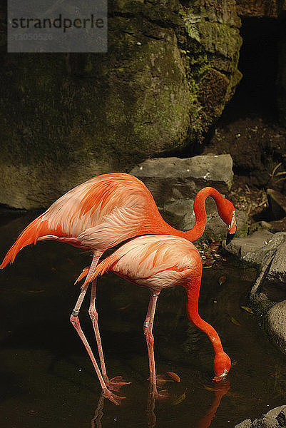 Flamingos im Teich des Zoos