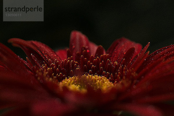 Nahaufnahme eines Gerbera-Gänseblümchens vor schwarzem Hintergrund