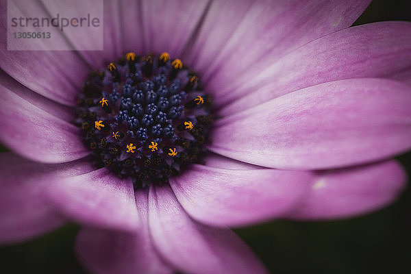 Nahaufnahme von Osteospermum