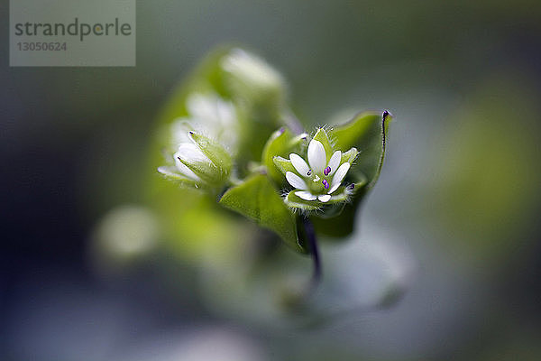 Nahaufnahme einer weißen Blume im Park