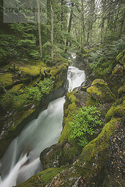 Szenische Ansicht eines Baches  der inmitten von Felsen im Wald fließt