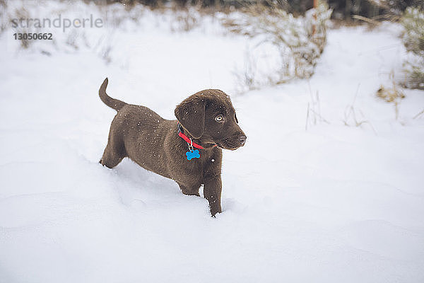Schokoladen-Labrador auf schneebedecktem Feld stehend