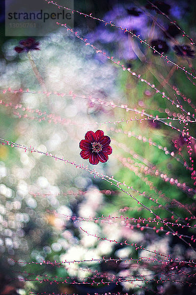 Kosmosblume aus Schokolade im Garten