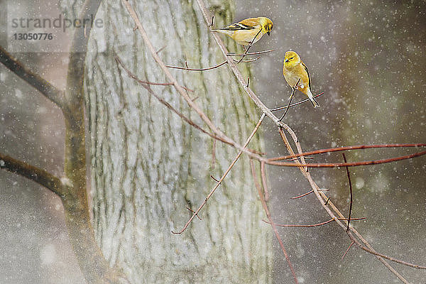 Nahaufnahme von gelben Vögeln  die im Winter auf einem Ast sitzen