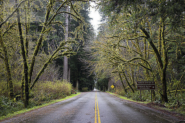 Nasse  leere Straße inmitten von Bäumen in Redwood National- und Staatsparks