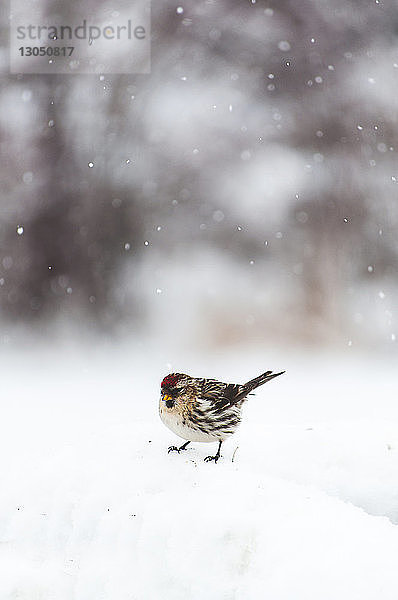 Nahaufnahme eines Vogels  der bei Schneefall auf Schnee sitzt