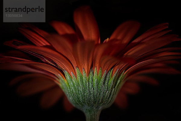 Nahaufnahme eines Gerbera-Gänseblümchens vor schwarzem Hintergrund