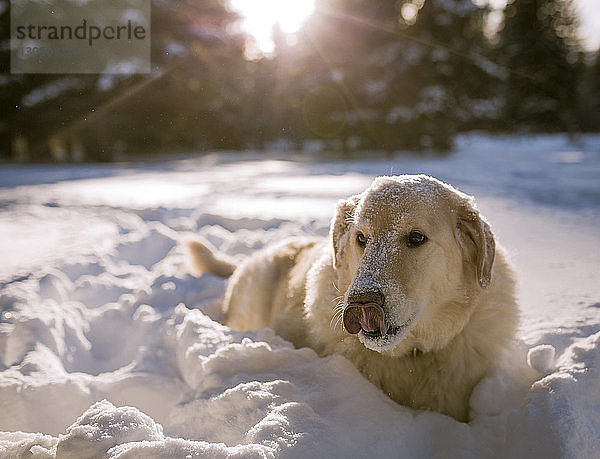 Hund streckt die Zunge heraus  während er sich auf schneebedecktem Feld entspannt