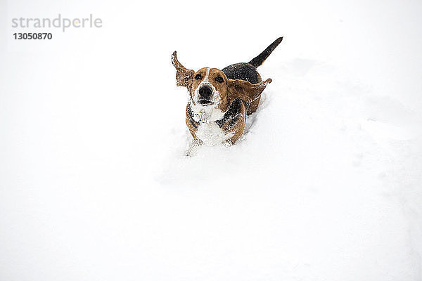 Hochwinkelporträt eines Hundes  der auf einem schneebedeckten Feld spielt