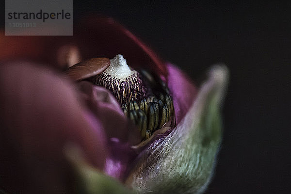 Nahaufnahme einer Blume vor schwarzem Hintergrund