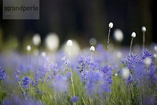 Nahaufnahme von Blumen  die auf dem Feld wachsen