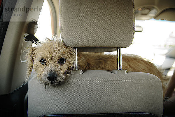 Porträt eines Hundes im Auto