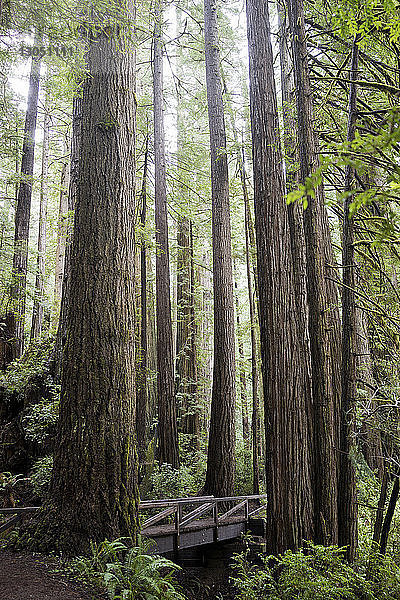Bäume  die in Redwood National- und Staatsparks wachsen