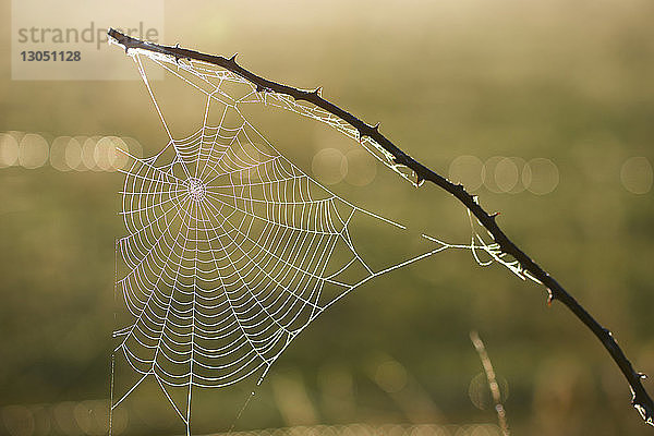Hochwinkel-Nahaufnahme eines Spinnennetzes