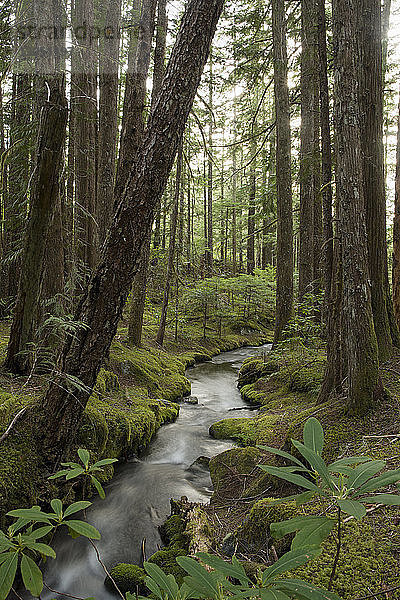 Bach fließt durch den Wald am Mt. Hood National Forest