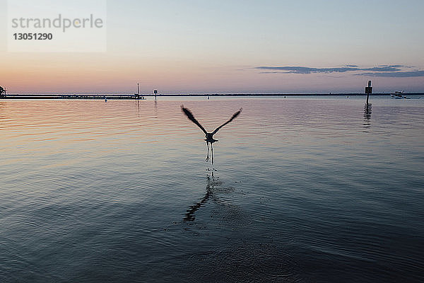 Silhouette eines Vogels  der in der Abenddämmerung über das Meer gegen den Himmel fliegt