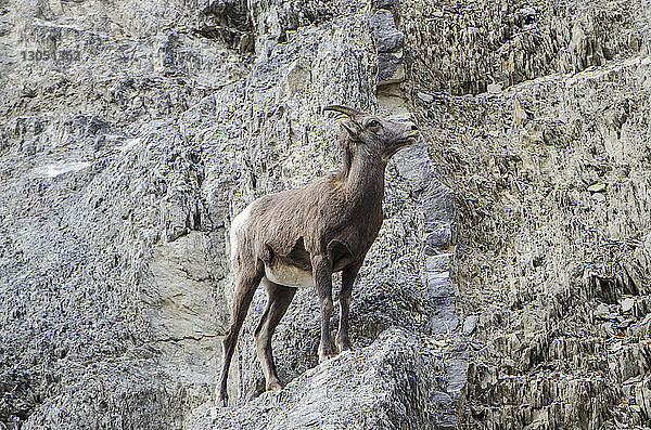 Tiefblick auf das Bighorn-Schaf auf dem Berg