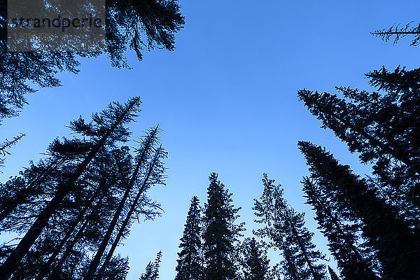 Tiefwinkelansicht von Baumsilhouetten gegen blauen Himmel in der Dämmerung