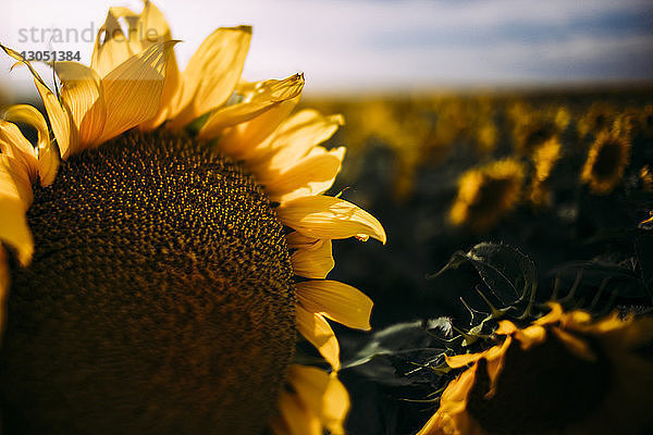 Nahaufnahme von Sonnenblumen  die auf dem Feld wachsen